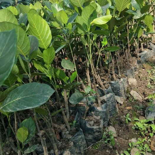 元江县马来西亚一号菠萝蜜苗