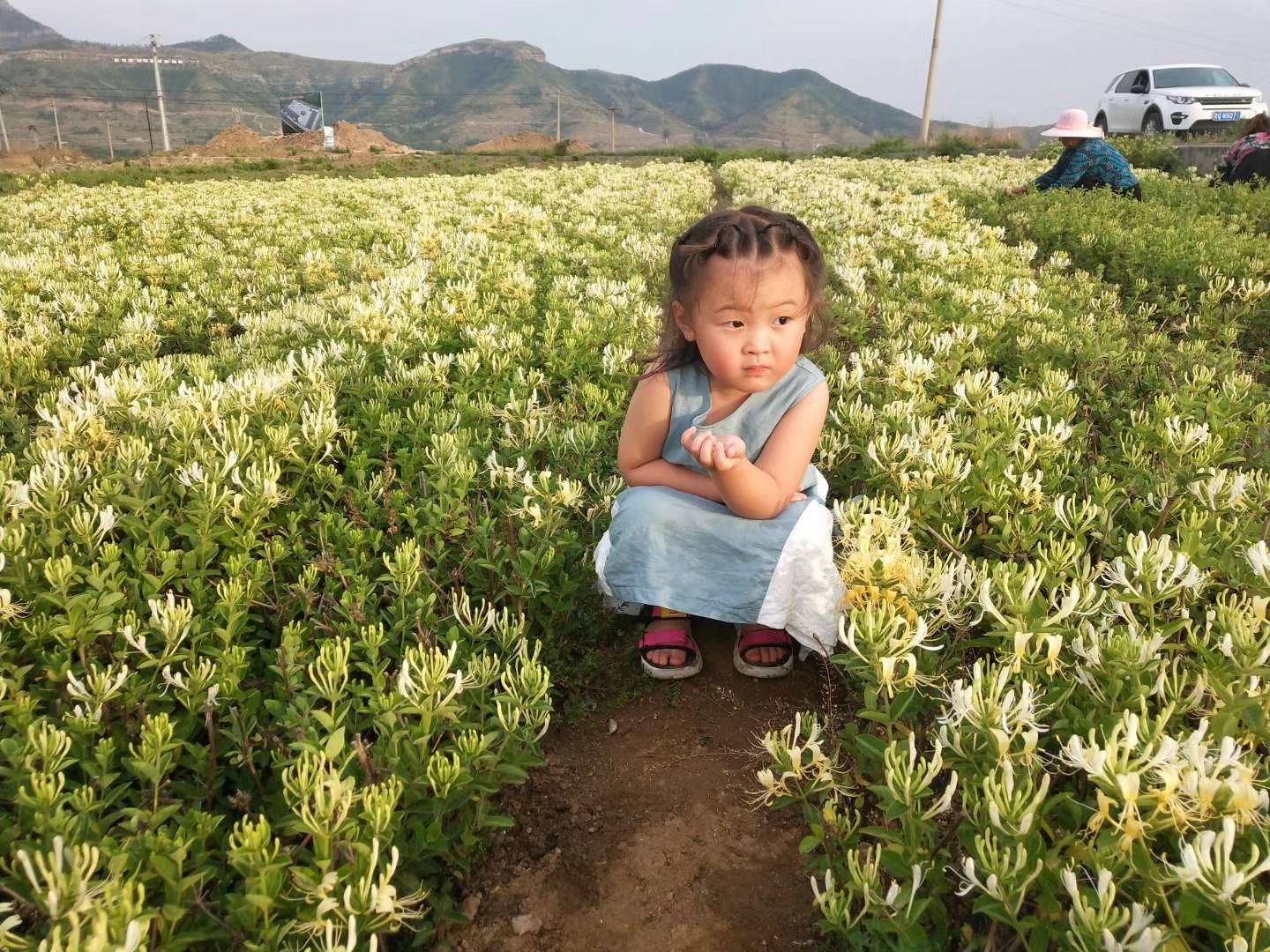 金花3号树形金银花苗  树形四季金银花采四茬 成活率高