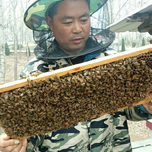 鲁山县土蜂蜜 塑料瓶装 2年  