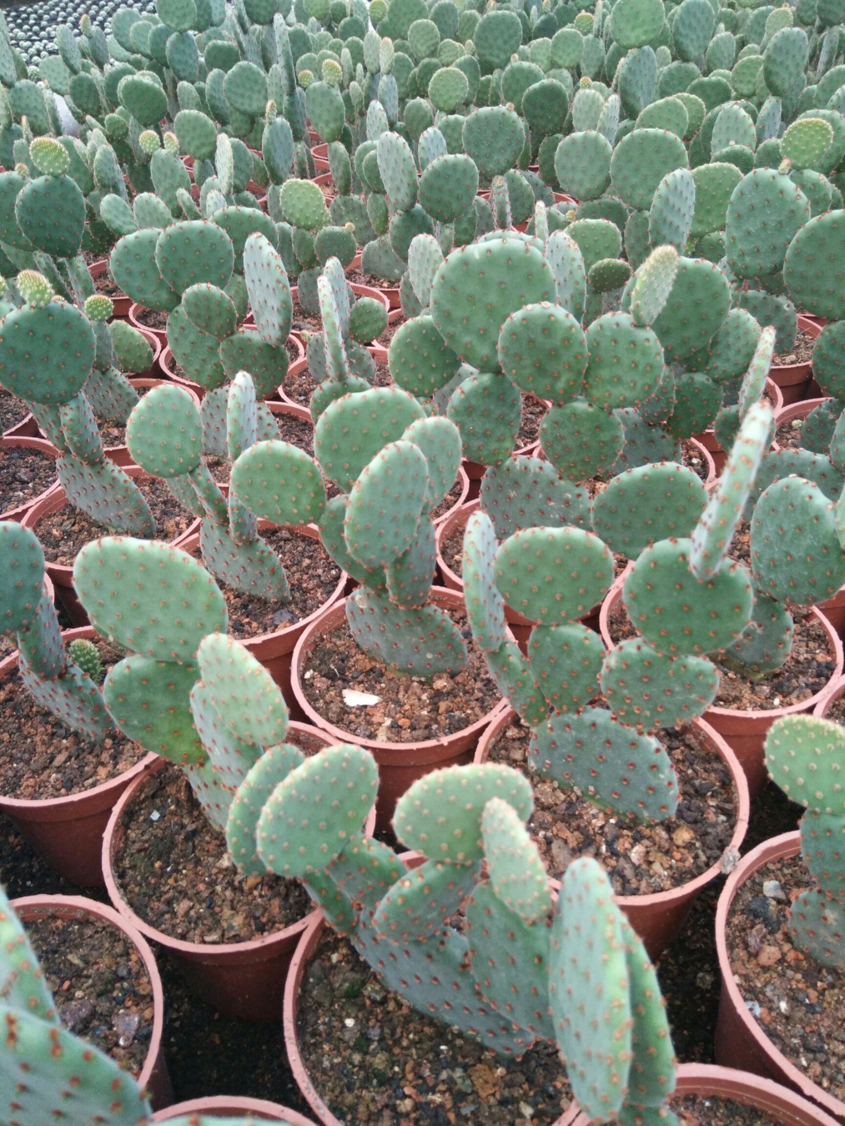 多肉虎刺梅 红太鼓