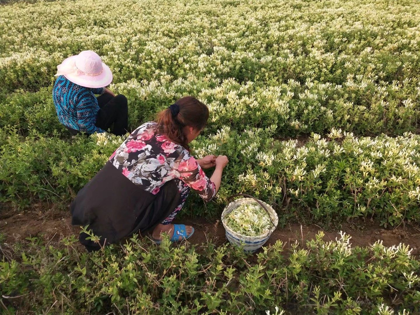 金花3号树形金银花苗  树形四季金银花采四茬 成活率高