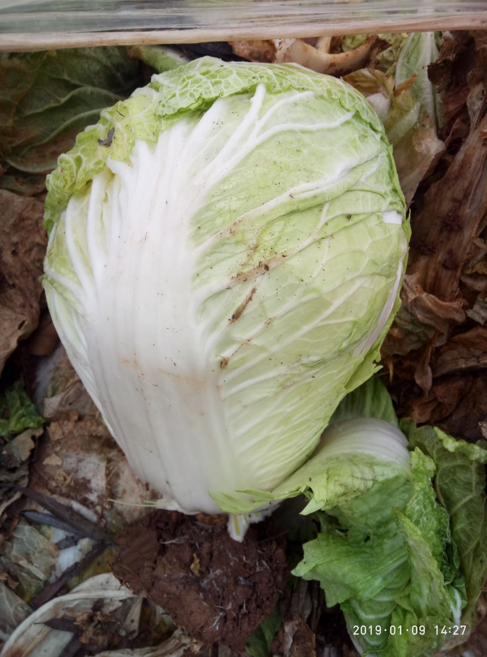 蔬菜 白菜 商品属性 品种名:青杂三号白菜 商品详情 腾地,大量出挡怂