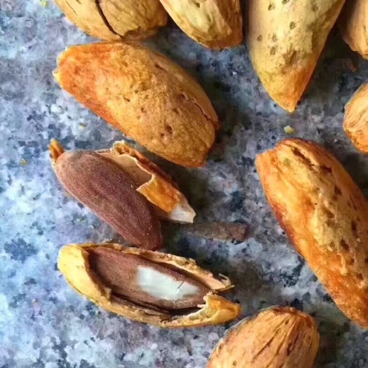 临邑县巴旦木 1年 带壳 
