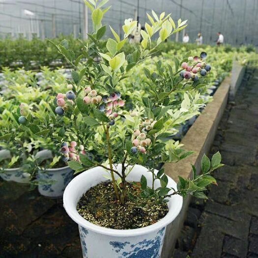 平邑县薄雾蓝莓苗 