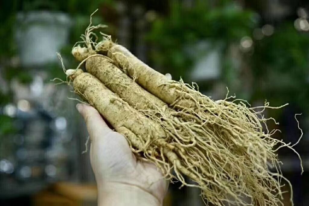 长白山人参 鲜参 