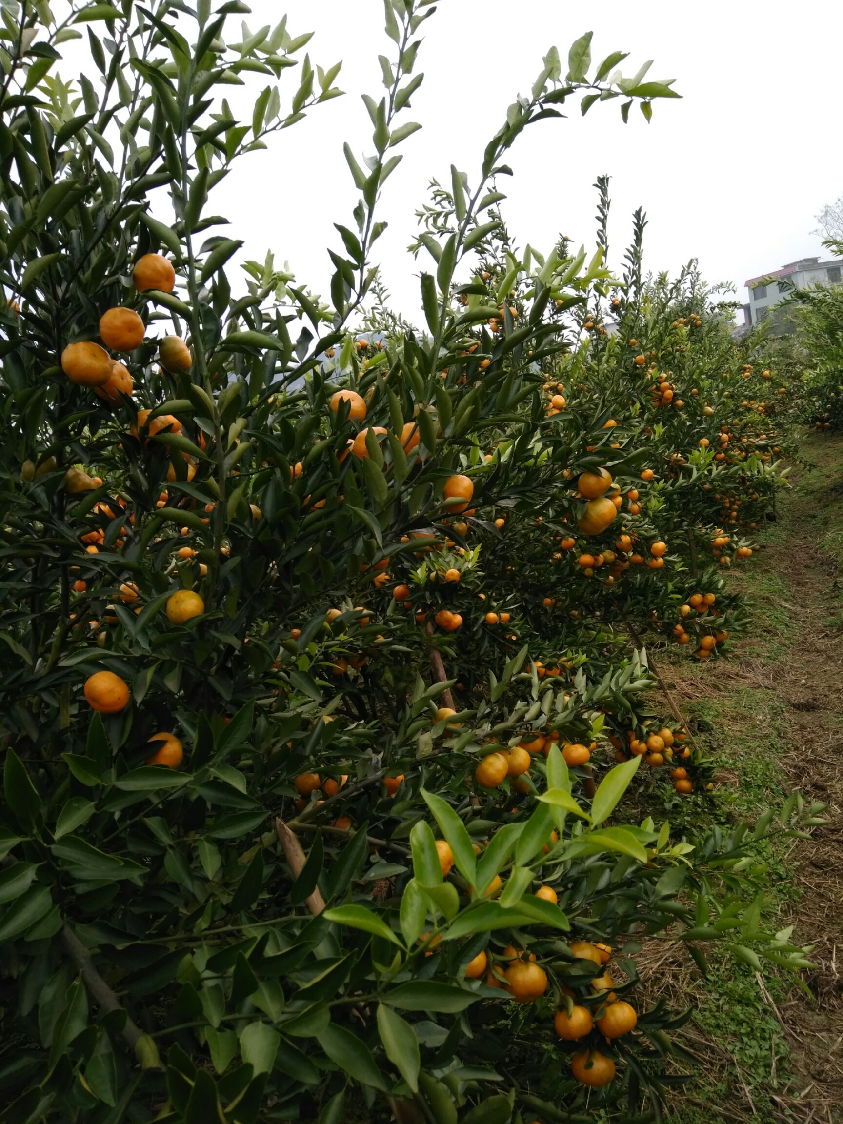 南瓜桔 5.5 - 6cm 1 - 1.5两