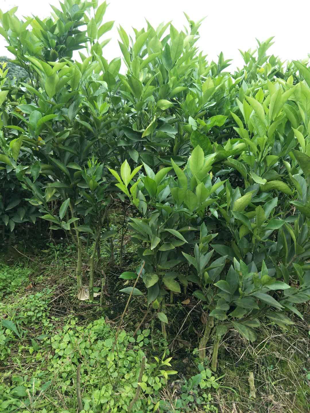 红心橙苗 嫁接苗种植第二年结果 1