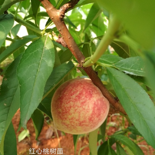 桃树苗  又脆又甜 离核 端午节成熟  大量批发 1~1.5