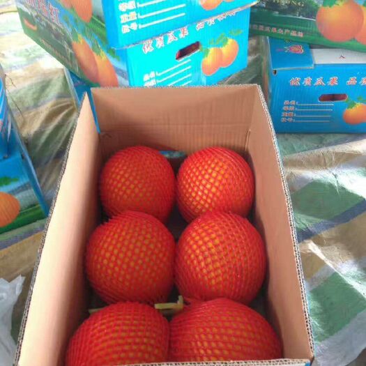 莘县瑞红香瓜 精品久红瑞