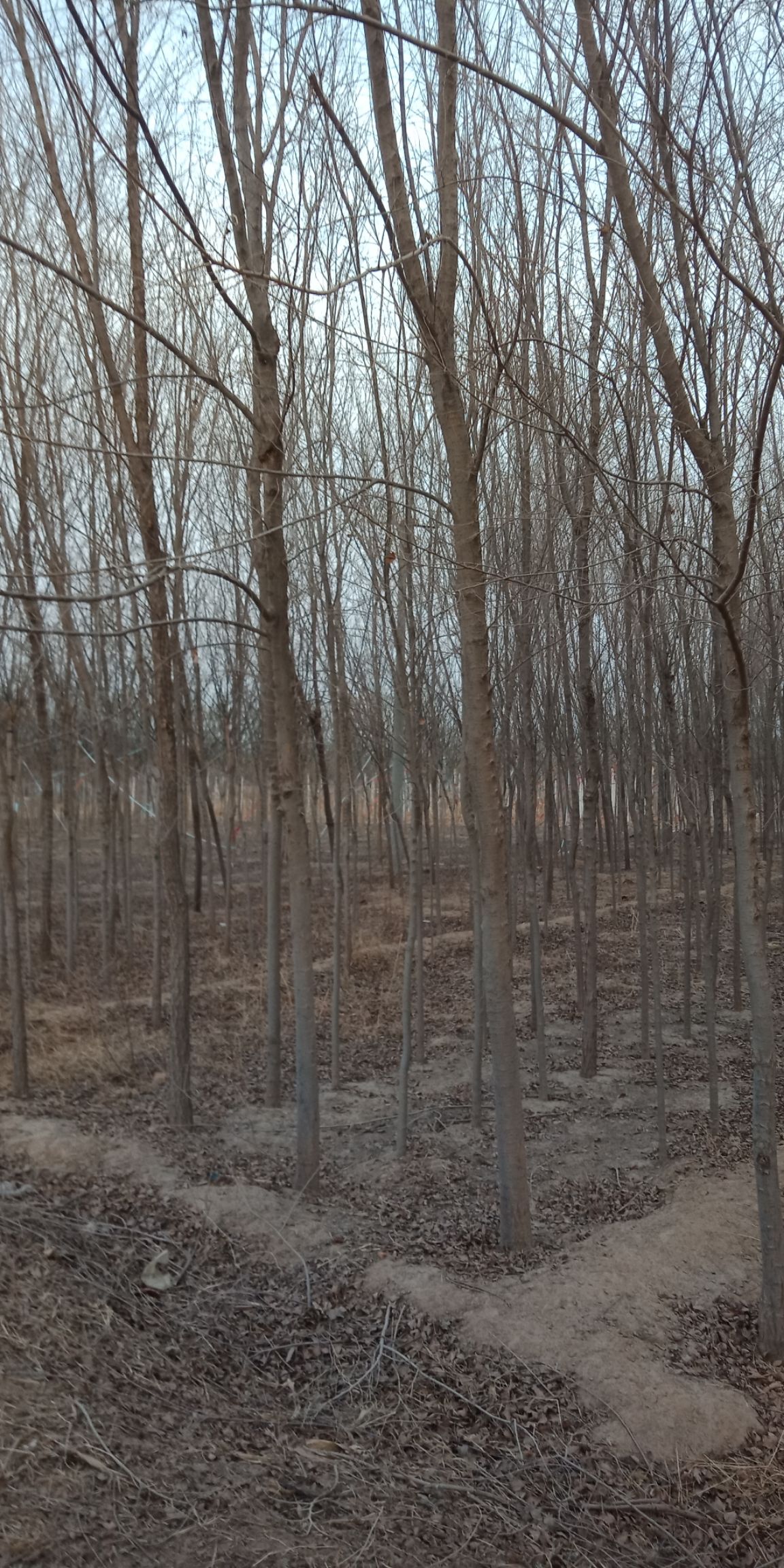 国槐 老现货 15公分 分支点两米四至两米七质量优价格低欢迎新