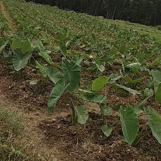龙门县香芋 5cm以上 