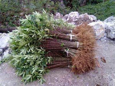 汉源县汉源花椒苗
