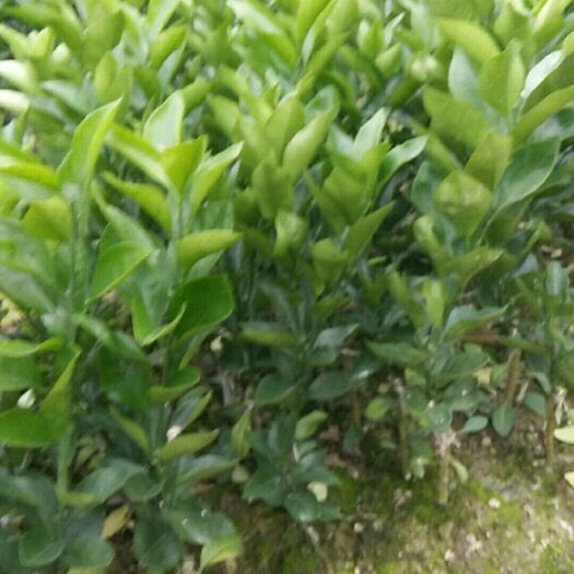 钦州红江橙苗 嫁接苗 0.5~1米 
