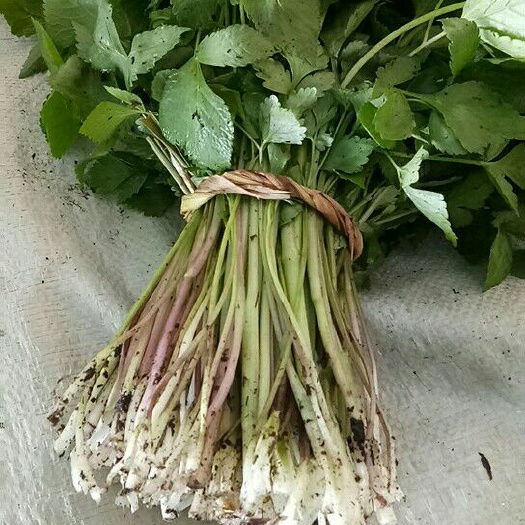 通化县大叶芹 