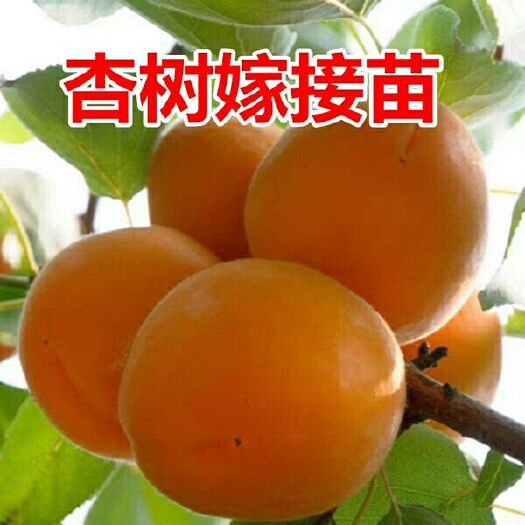 平邑县金太阳杏树苗 