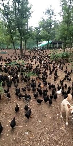 绿壳鸡蛋 食用 箱装 