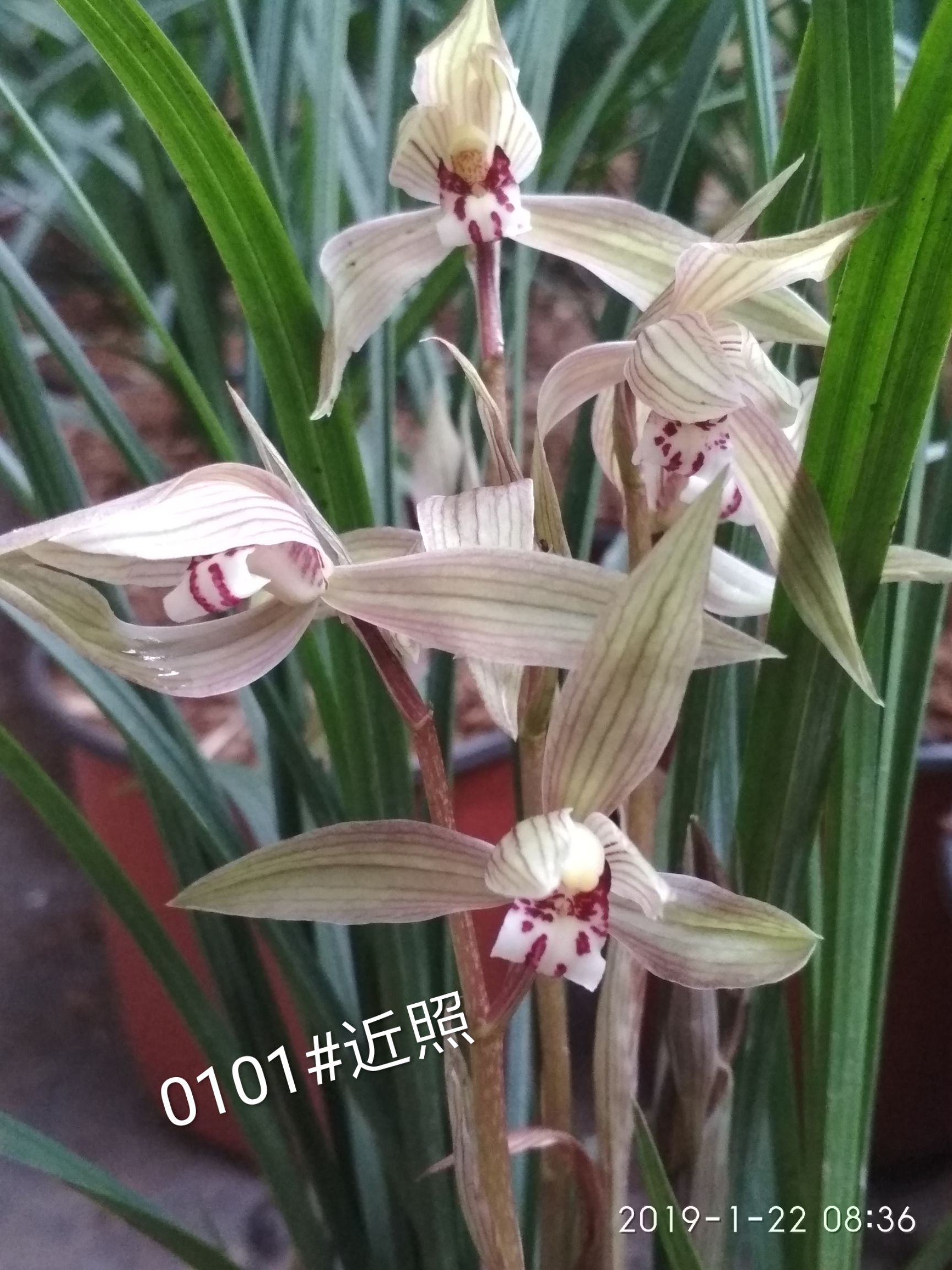 春剑兰花  川兰春剑漂亮盆景苗