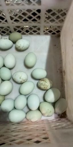 绿壳鸡蛋 食用 箱装 