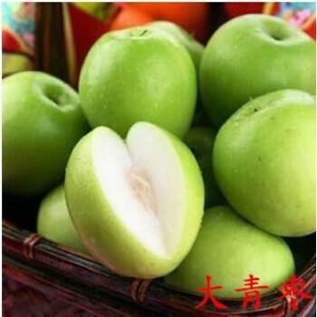 平邑县大青枣苗 