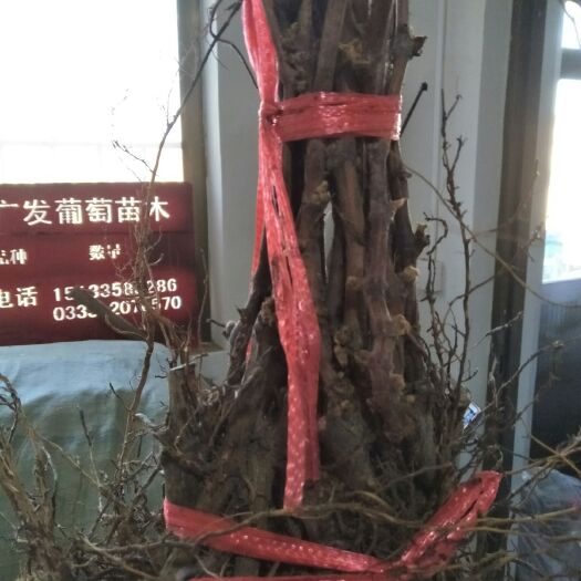 昌黎县紫甜无核葡萄苗 