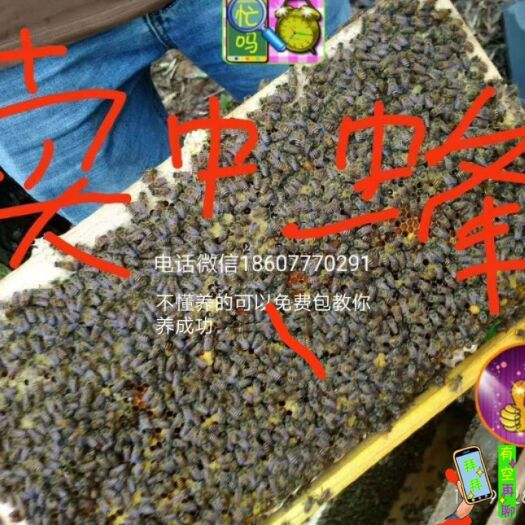 灵山县中蜂 