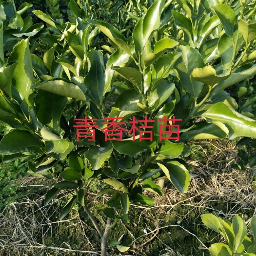 砂糖橘苗 移栽苗 0.5~1米 