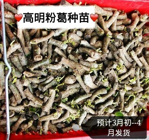 信宜市粉葛种条  葛根种苗