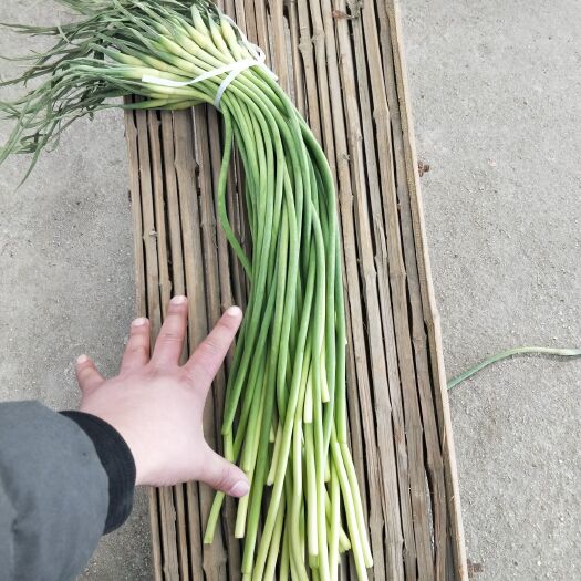 金乡县红帽蒜苔  红帽蒜薹 专业储存，冷库出租，代收代卖代存一条龙服务！