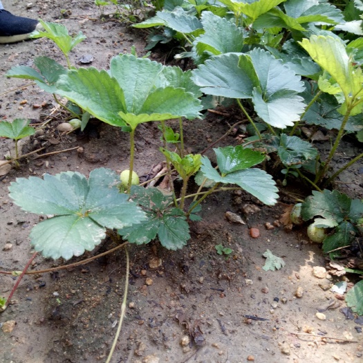 泰安桃薰草莓苗 10~20公分 地栽苗 