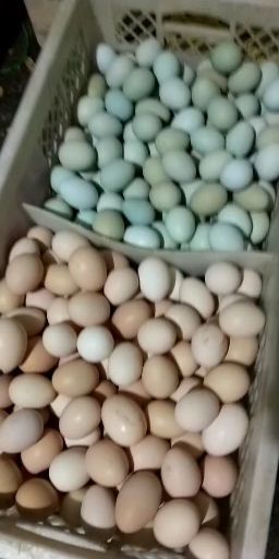 内黄县绿壳鸡蛋 食用 箱装 