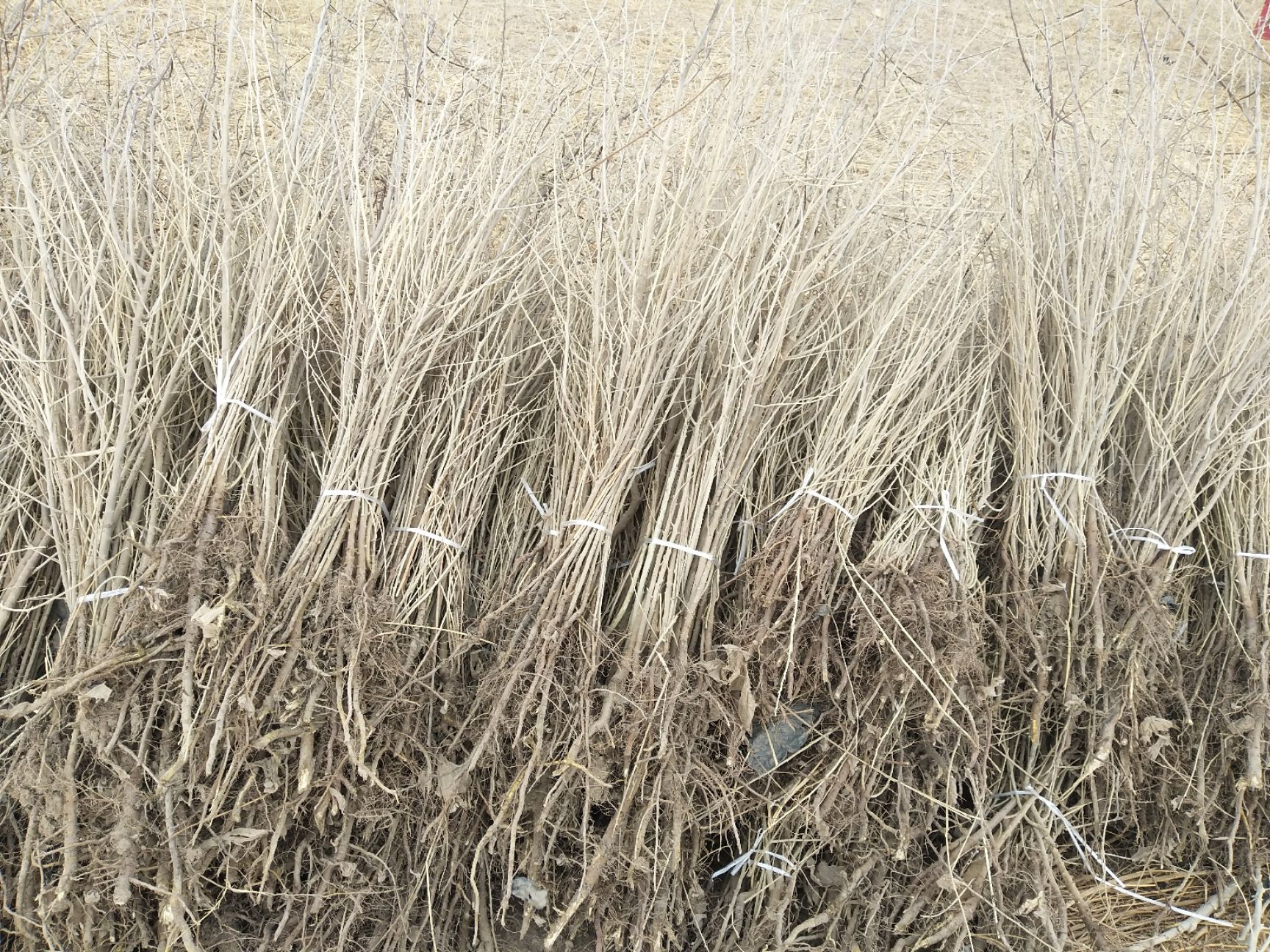 沙枣苗 实生苗 裸根苗