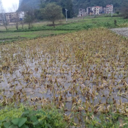 平乐县白肉慈菇 50~70g 