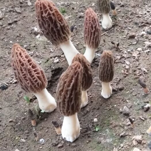 青龙县羊肚菌 鲜货 3cm~6cm 尖顶 灰黑色 人工种植 