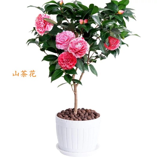 平邑县山茶花 盆栽地栽均可，品种纯正，规格齐全。