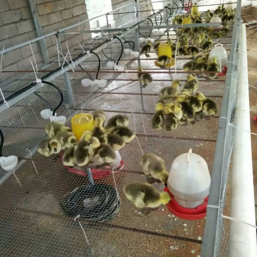 郓城县朗德鹅鹅苗 该品种是纯种法国朗德鹅系，是大品种鹅之一，