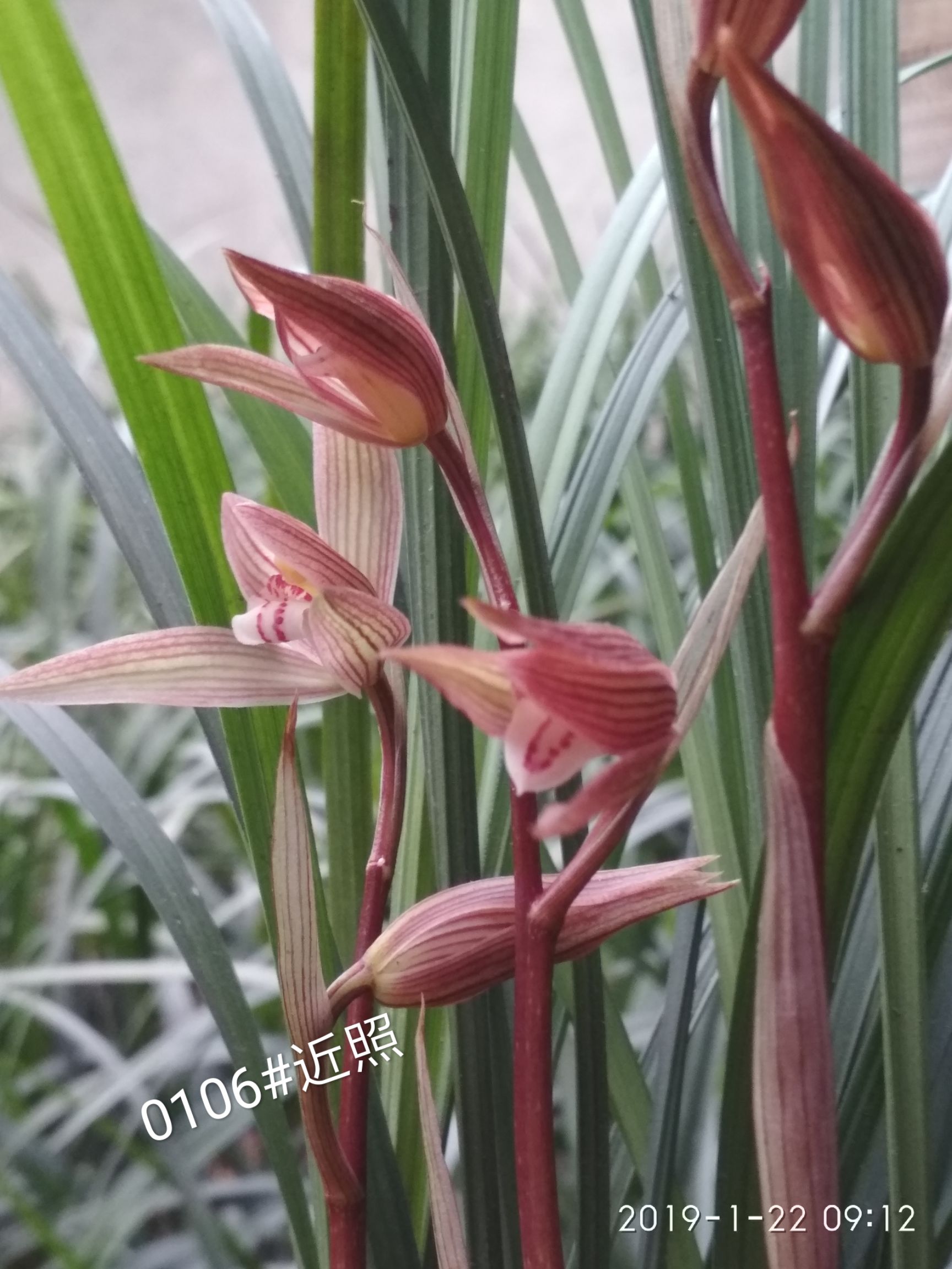 春剑兰花  川兰春剑漂亮盆景苗