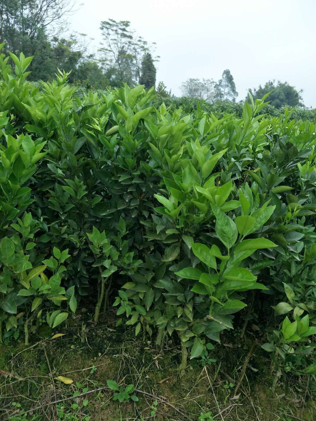 红心橙苗 嫁接苗种植第二年结果 1