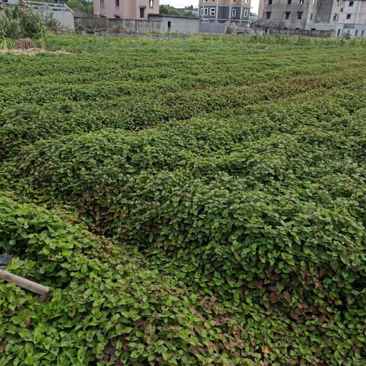凤凰县鱼腥草根  新根大量上市