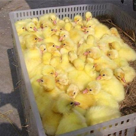 郓城县 我场常年提供优质鹅苗，欢迎新老客户前来选购