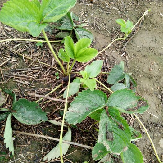 泰安四季草莓苗 10~20公分 地栽苗 