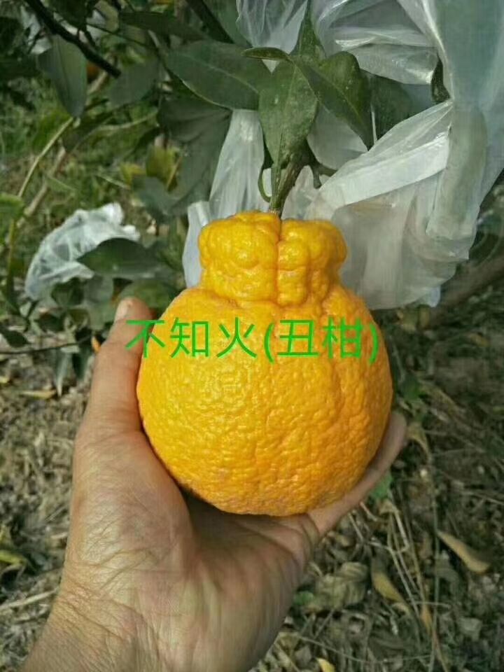 不知火 统货 4两以上 