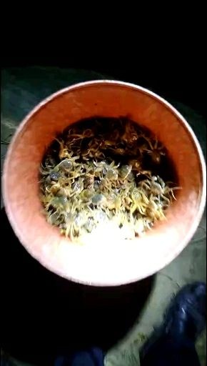 宣城中华绒螯蟹苗 