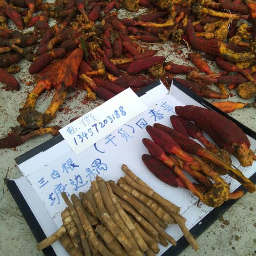 柳州回春草 干 