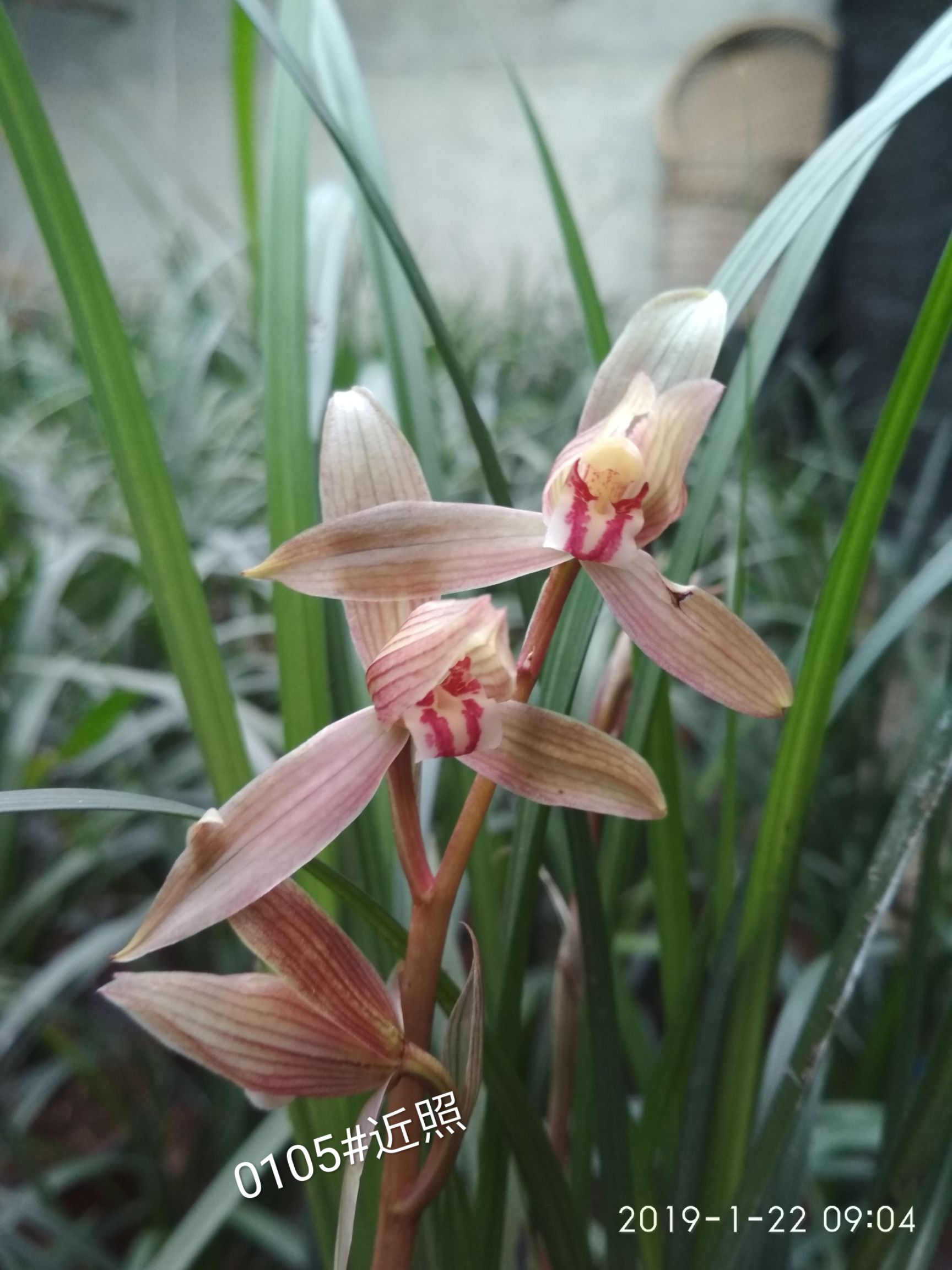 春剑兰花  川兰春剑漂亮盆景苗
