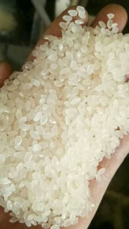 沛县珍珠米 一等品 晚稻 粳米 