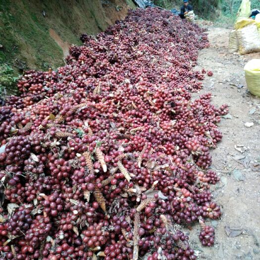 腾冲市草果  个大，质量好。