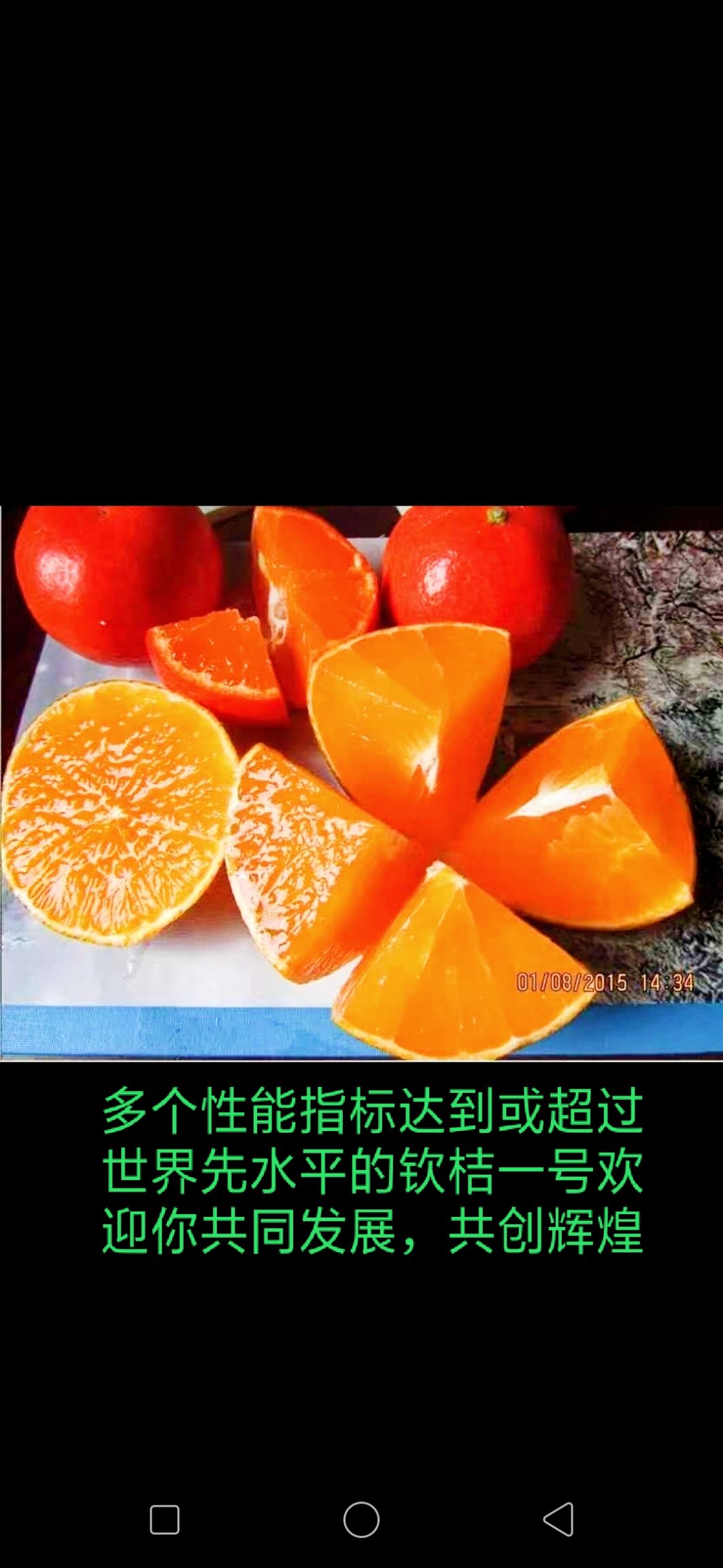 钦桔一号柑桔苗  钦桔一号苗唯我受权推广他人销售为假冒侵权