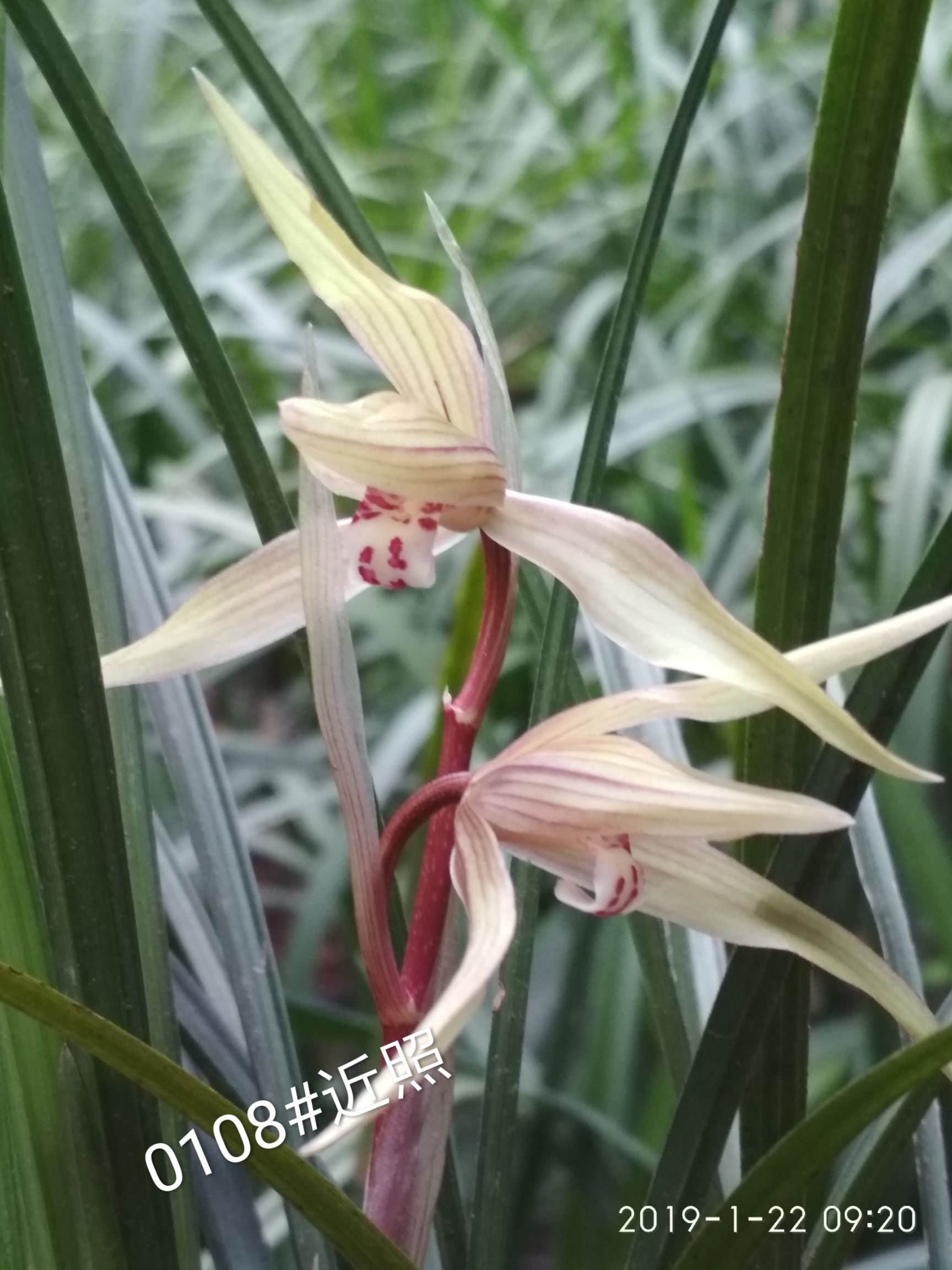 春剑兰花  川兰春剑漂亮盆景苗