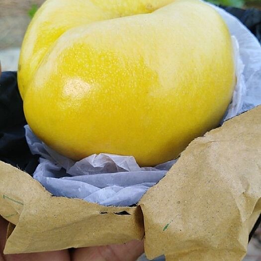 宿州桃树嫁接枝条 