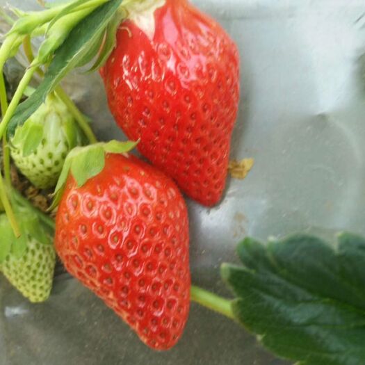 泰安章姬草莓苗 地栽苗 10~20公分 